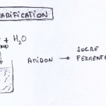 SACCHARIFICATION