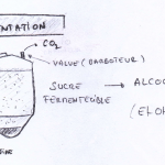 FERMENTATION