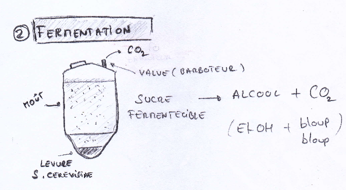 FERMENTATION FERMENTATION